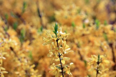 Parkta çiçek açan, çin çiçekleri