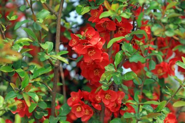 Parkta çiçek açan Begonya çiçekleri, Çin