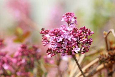 Parkta leylaklar çiçek açmış, Çin