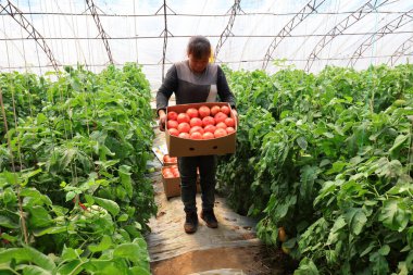 LUANNAN COUNTY, Hebei Eyaleti, Çin - 29 Nisan 2019: Bir bayan serada domates topluyor.