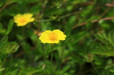 Kuzey Çin 'deki tarlalarda potansiyel çiçekler.