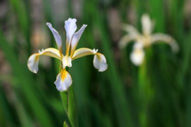 Kuzey Çin 'deki botanik bahçesinde çiçek açan Iris.