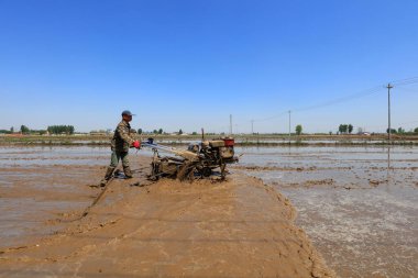 LUANNAN COUNTY, Hebei Eyaleti, Çin - 6 Mayıs 2019: Çiftçiler pirinç ekimi için çeltik tarlalarını düzleştirmek için tarımsal makineler kullanıyorlar.