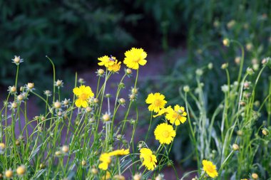 Parkta kasımpatı çiçek açar.