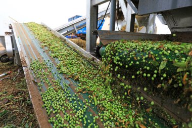 Çiftçiler tarlalarda bezelye harmanlıyor, Luannan County, Hebei Eyaleti, Çin