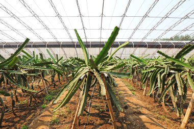 Pitaya serası, çiftliğe sera dikiyor.