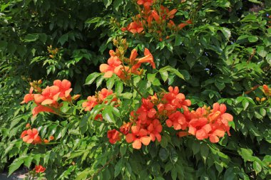 Çin trompetçisi, Kuzey Çin 'de parklarda çiçek açar.