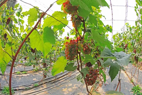 Mature grapes on vines, North China