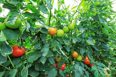 Kuzey Çin 'deki seralarda olgun domatesler.