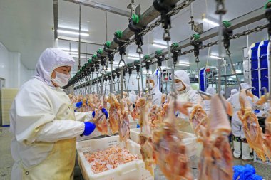 Luannan County, Çin - 18 Haziran 2019: İşçiler ızgara işleme hattı ile meşguller, Luannan County, Hebei Eyaleti, Çin