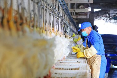 Luannan County, Çin - 18 Haziran 2019: Izgara kesim hattı işçileri, Luannan County, Hebei Eyaleti, Çin