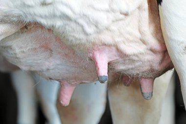 İnek göğüslerinin yakın plan fotoğrafları.