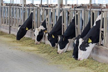 Süt inekleri çiftliklerde otlar.
