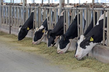 Süt inekleri çiftliklerde otlar.