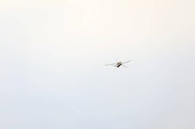 Su yüzeyinde Mythidae böcekleri