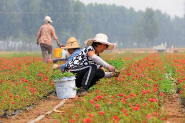 Luannan İlçesi, Çin - 20 Haziran 2019: Bahçıvan gül bakımevi, Luannan County, Hebei Eyaleti, Chin
