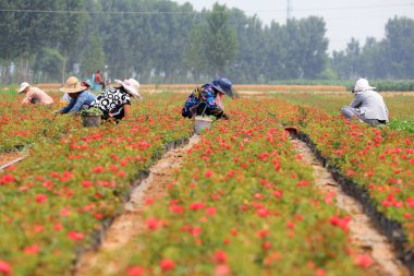 Bahçıvan, Çin 'in Hebei Eyaleti, Luannan İlçesi' ndeki gül bakımevinde tarla sürmüş ve otları ayıklamıştı.