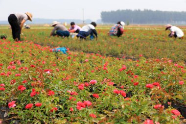 Bahçıvan, Çin 'in Hebei Eyaleti, Luannan İlçesi' ndeki gül bakımevinde tarla sürmüş ve otları ayıklamıştı.