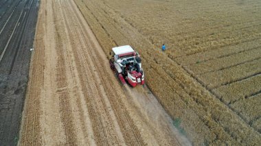 Hasat işçisi, Luannan County, Hebei Eyaleti, Çin 'deki tarlada buğday hasat etti.