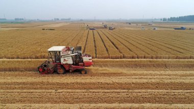 Hasat işçisi, Luannan County, Hebei Eyaleti, Çin 'deki tarlada buğday hasat etti.