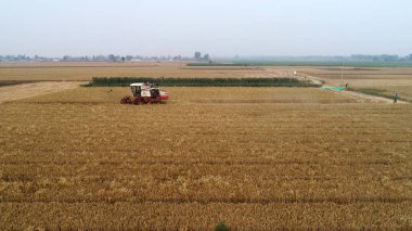 Hasat işçisi, Luannan County, Hebei Eyaleti, Çin 'deki tarlada buğday hasat etti.
