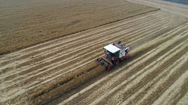 Hasat işçisi, Luannan County, Hebei Eyaleti, Çin 'deki tarlada buğday hasat etti.