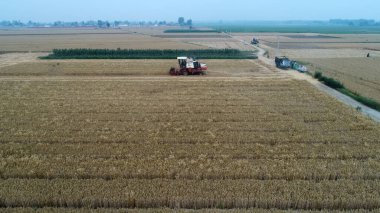Hasat işçisi, Luannan County, Hebei Eyaleti, Çin 'deki tarlada buğday hasat etti.