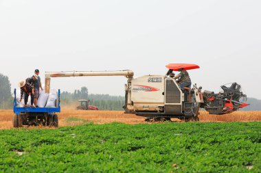 Luannan County, Çin - 20 Haziran 2019: Hasat hasatçısı, Luannan County, Hebei Eyaleti, Çin 'de buğday biçti