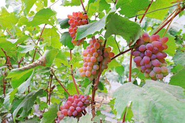 Asma üzümlü olgun üzüm, Kuzey Çin