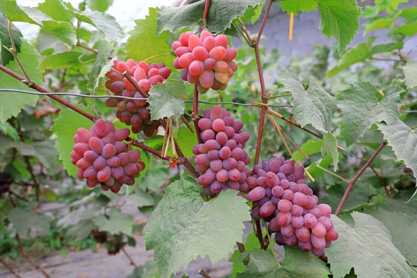 mature grapes on vines, North China