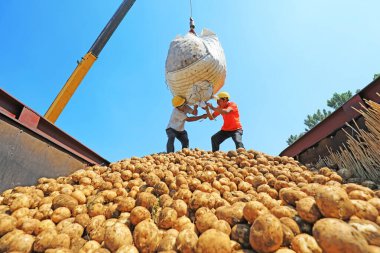 Luannan County, Çin - 3 Temmuz 2019: Çiftçiler patates taşımak için vinç kullanıyorlar, Luannan County, Hebei Eyaleti, Çin.  