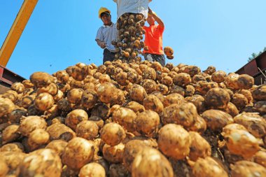 Luannan County, Çin - 3 Temmuz 2019: Çiftçiler patates taşımak için vinç kullanıyorlar, Luannan County, Hebei Eyaleti, Çin.  