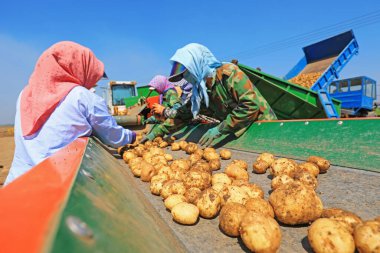 Luannan County, Çin - 3 Temmuz 2019: Çiftçiler Çin 'in Hebei Eyaleti' ndeki Luannan County 'de patates tarama makineleri kullanıyorlar. Çin 'in tarım makineleşme seviyesi kademeli olarak artmıştır ve tarım üretiminde birçok tarım makinesi kullanılmaktadır.