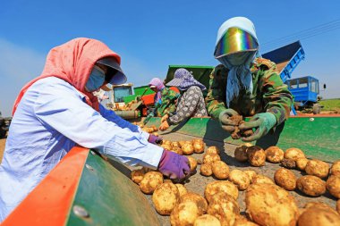 Luannan County, Çin - 3 Temmuz 2019: Çiftçiler Çin 'in Hebei Eyaleti' ndeki Luannan County 'de patates tarama makineleri kullanıyorlar. Çin 'in tarım makineleşme seviyesi kademeli olarak artmıştır ve tarım üretiminde birçok tarım makinesi kullanılmaktadır.