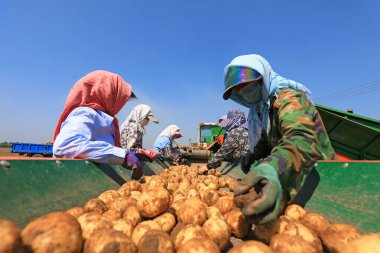 Luannan County, Çin - 3 Temmuz 2019: Çiftçiler Çin 'in Hebei Eyaleti' ndeki Luannan County 'de patates tarama makineleri kullanıyorlar. Çin 'in tarım makineleşme seviyesi kademeli olarak artmıştır ve tarım üretiminde birçok tarım makinesi kullanılmaktadır.