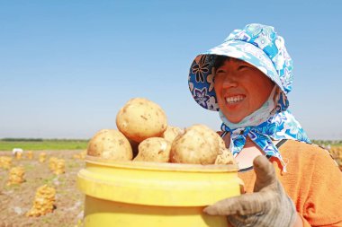 Luannan County, Çin - 3 Temmuz 2019: Bir kadın az önce aldığı patatesleri gösteriyor, Luannan County, Hebei Eyaleti, Çin. 