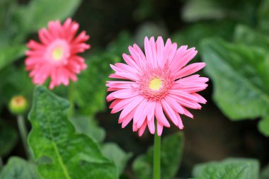 Bahçede kasımpatı çiçekleri