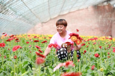 Luannan County, Çin - 10 Temmuz 2019: İşçiler, Luannan County, Hebei Eyaleti, Çin 'deki bir çiçek çiftliğinde Afrika kasımpatısı topladılar.