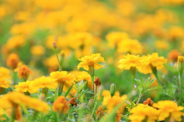 Kadife çiçeği çiçek parkta