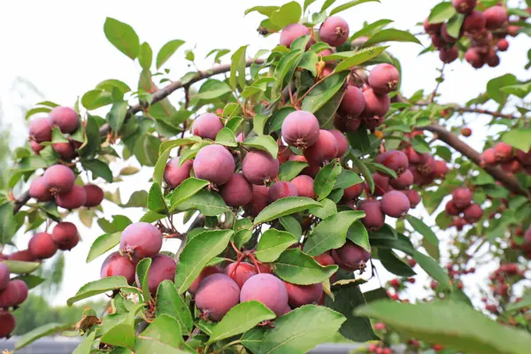 The crabapple tree is full of fruit, North China