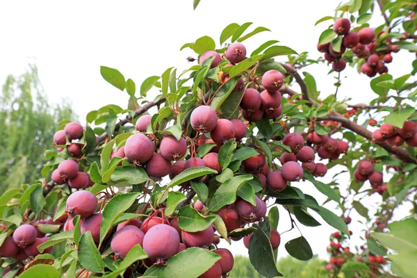 The crabapple tree is full of fruit, North China