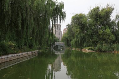 Nehrin kıyısındaki ağaçlar