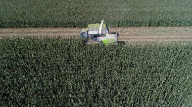 Hasatçılar tarım arazilerinde, LUANNAN COUNTY, Hebei Eyaleti, Çin