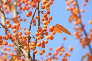 Dallarda begonya meyvesi, Kuzey Çin