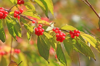 Parktaki bir dalda hanımeli meyvesi
