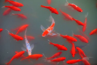 Kızıl Koi gölette özgürce dolaşıyor.