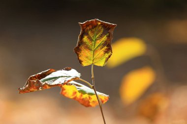 Dalın üzerinde sarı yapraklar