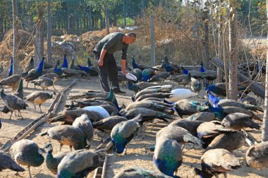 LUANNAN COUNTY, Çin - 29 Ekim 2019: işçiler çiftlikte tavus kuşlarını besliyor, LUANNAN COUNTY, Hebei Eyaleti, Chin