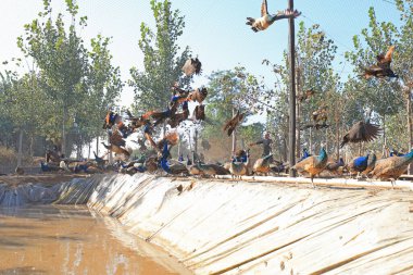 LUANNAN COUNTY, Çin - 29 Ekim 2019: İşçiler çiftlikte bir yürüyüş için tavus kuşu kovalıyorlar, LUANNAN COUNTY, Hebei Eyaleti, Çin