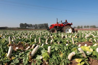 LUANNAN COUNTY, Hebei Eyaleti, Çin - 31 Ekim 2019: Çiftçiler çiftliğe şalgam yüklüyorlar.